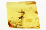 Detailed Fossil Fly and Fungus Gnat in Baltic Amber #288487-1